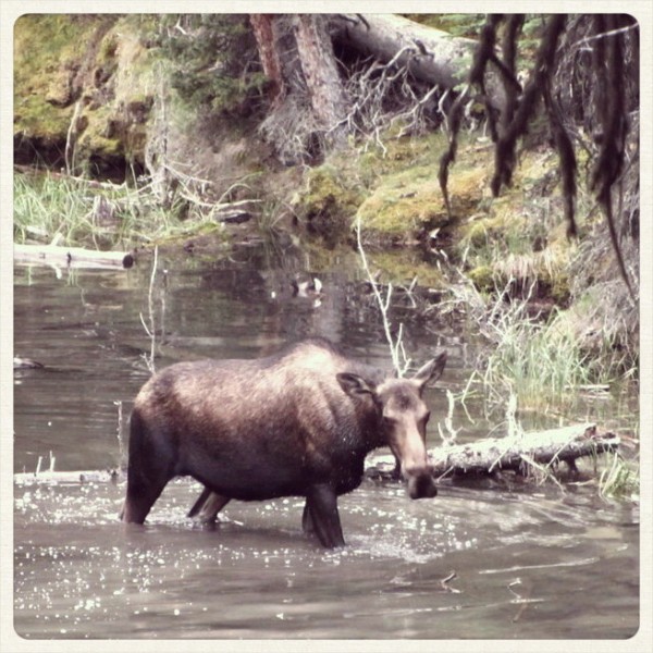 Moose in Moose Lake