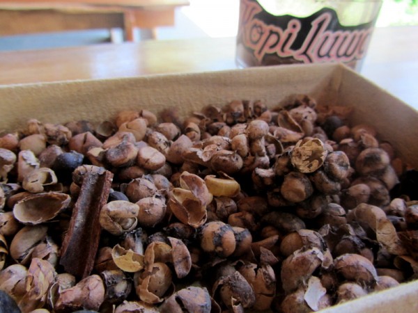 Kopi Luwak, der teuerste Kaffee der Welt