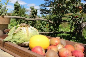 Gemüsegarten in Hobbiton