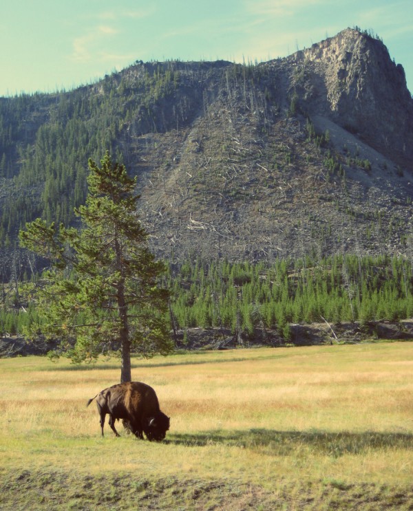 einsamer Büffel Yellowstone Wyoming