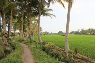 Ein Spaziergang durch die Reisfelder in Ubud