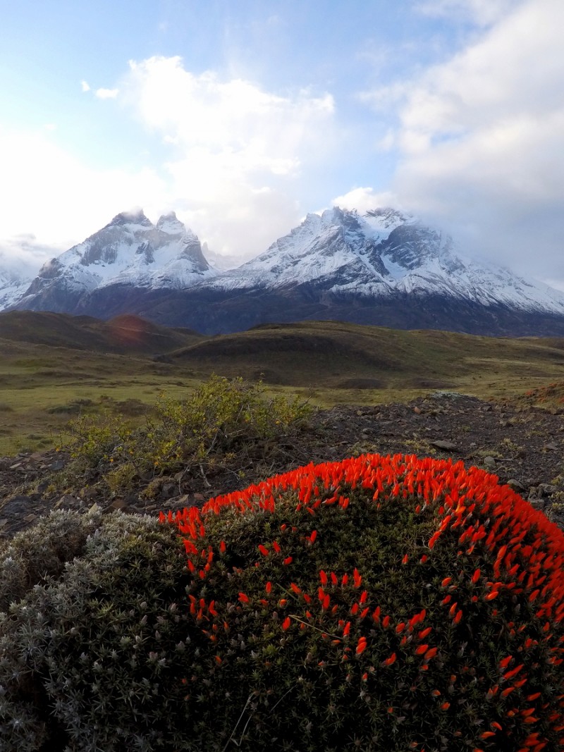 Landschaft Frühling Torres del Paine Chile Patagonien