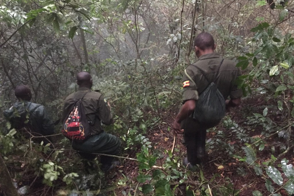 Gorilla Tracking Uganda Ranger Bwindi Wald