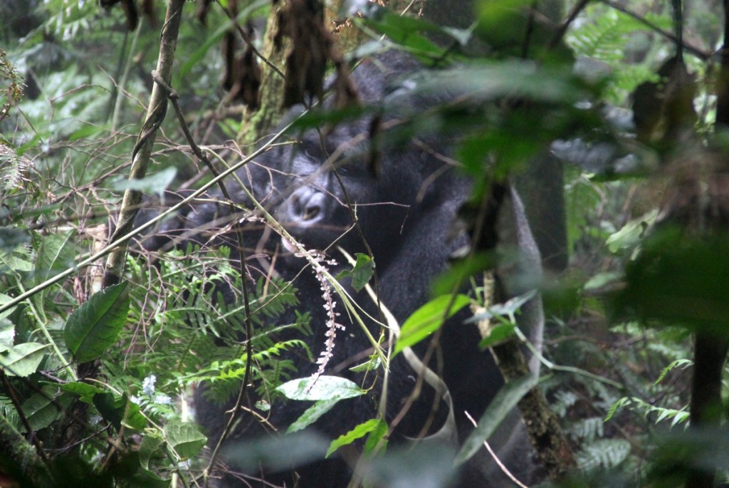 Silverback Berggorilla Tracking Uganda Habinyanja Bwindi