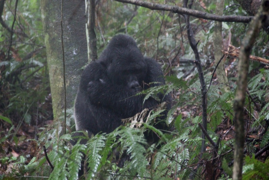 Berggorilla Trekking Uganda Bwindi Silberrücken