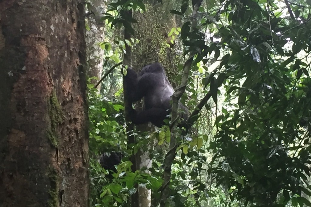 Silverback im Baum Berggorilla Uganda