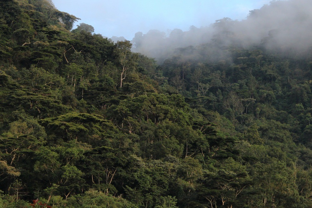 Bwindi Impenetrable Forest Uganda Buhoma