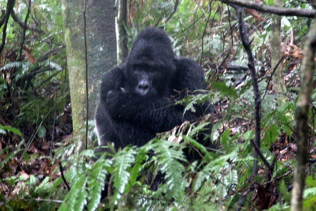 gorilla trekking uganda bwindi silberrücken berggorilla