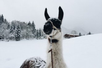 Lama Trekking Tirol Oesterreich