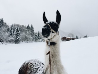Lama Trekking Tirol Oesterreich