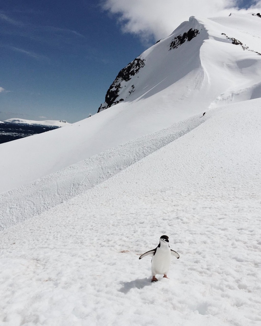 Orne Harbour Antarktis Landgang Pinguin
