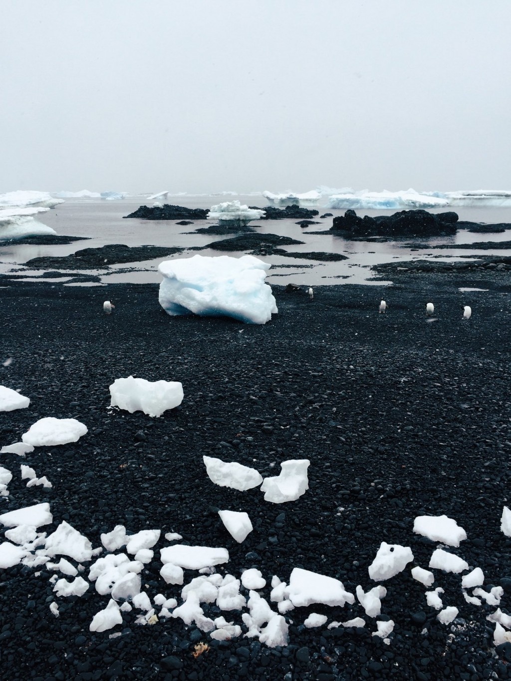 Antarktis schwarzer Strand mit Eisbergen