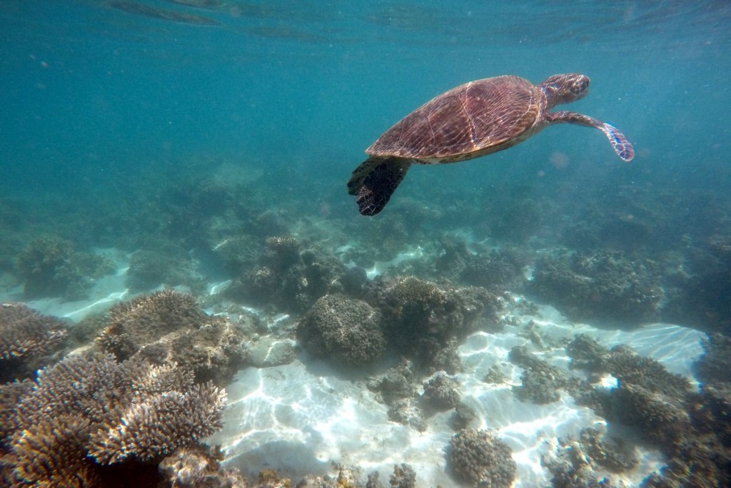 Schnorcheln-Ningaloo-Reef-Exmouth-Australien