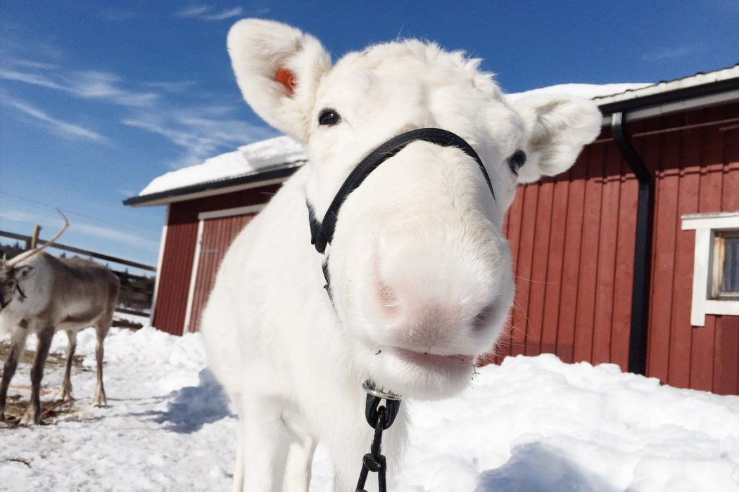 Bucket List - Lappland im Winter