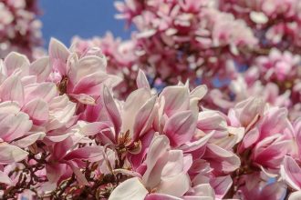 Magnolienbluete-Wilhelma-Stuttgart-Insidertipp