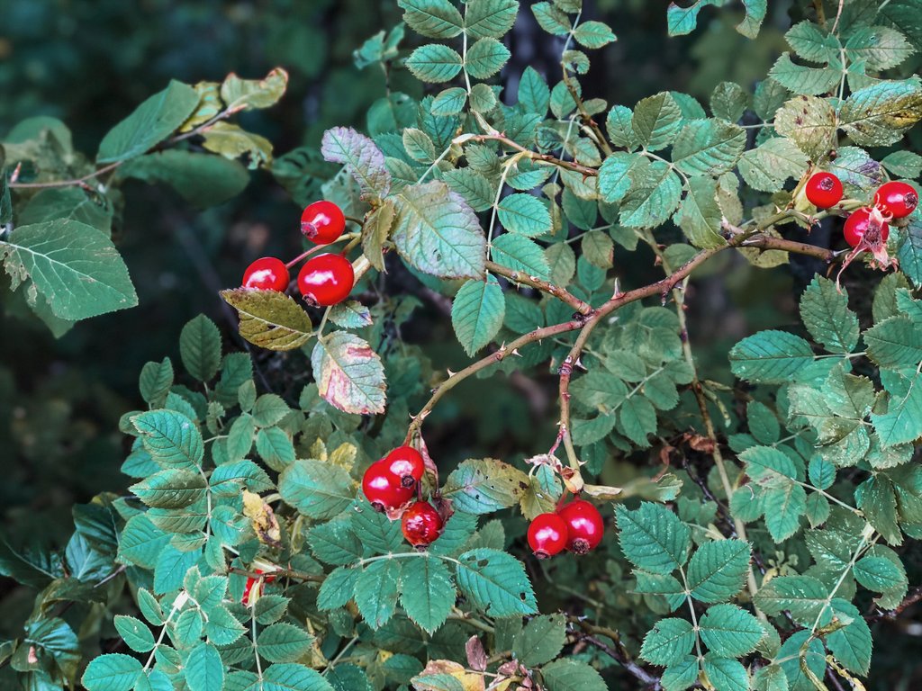 Schwaebische-Alb-Beeren "srcset =" https://www.blackdotswhitespots.com/bdws/wp-content/uploads/2019/10/Schwaebische-Alb-Beeren.jpg 1024w, https://www.blackdotswhitespots.com/ bdws / wp-content / uploads / 2019/10 / Schwaebische-Alb-Beeren-500x375.jpg 500w, https://www.blackdotswhitespots.com/bdws/wp-content/uploads/2019/10/Southern-Alb-Berries -768x576.jpg 768w, https://www.blackdotswhitespots.com/bdws/wp-content/uploads/2019/10/Swaebische-Alb-Beeren-300x225.jpg 300w, https://www.blackdotswhitespots.com/bdws /wp-content/uploads/2019/10/Schwaebische-Alb-Beeren-330x248.jpg 330w, https://www.blackdotswhitespots.com/bdws/wp-content/uploads/2019/10/Schwaebische-Alb-Beeren- 690x518.jpg 690w, https://www.blackdotswhitespots.com/bdws/wp-content/uploads/2019/10/Swewish-Alb-Beeren-773x580.jpg 773w "sizes =" (max-width: 1024px) 100vw, 1024px "/>
			</dt>
</dl>
<p><br style=