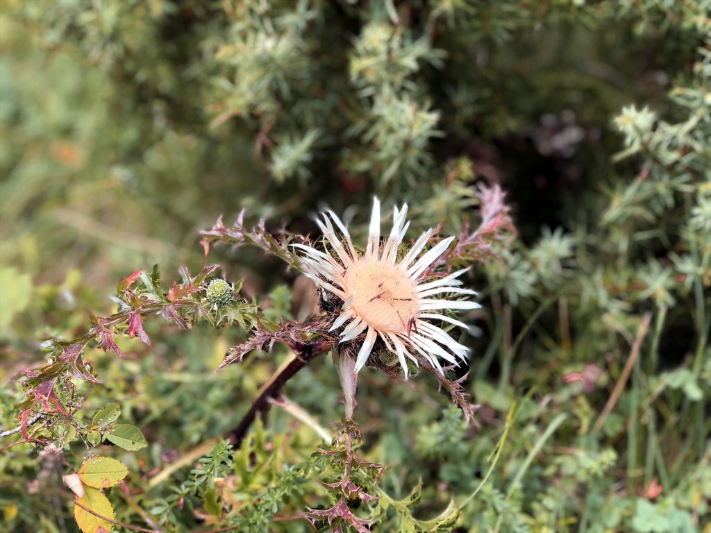 Swabian Alb zilveren distel