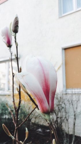 Home Office Garten Magnolie