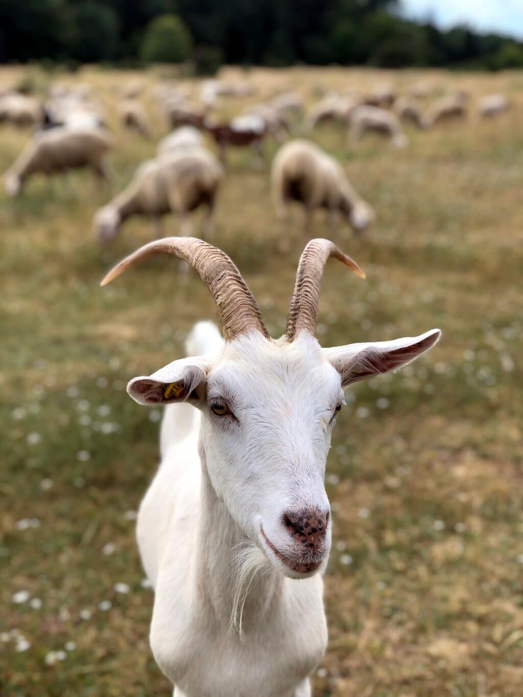 Geiten en schapen Ostalb