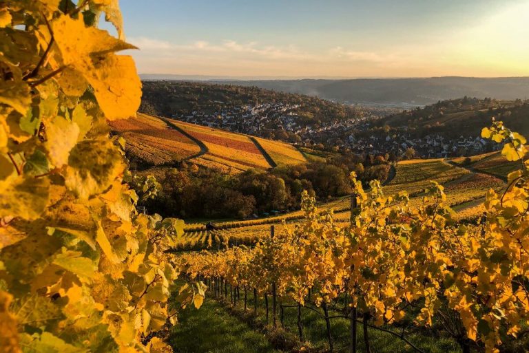 Wandern Weinberge Stuttgart