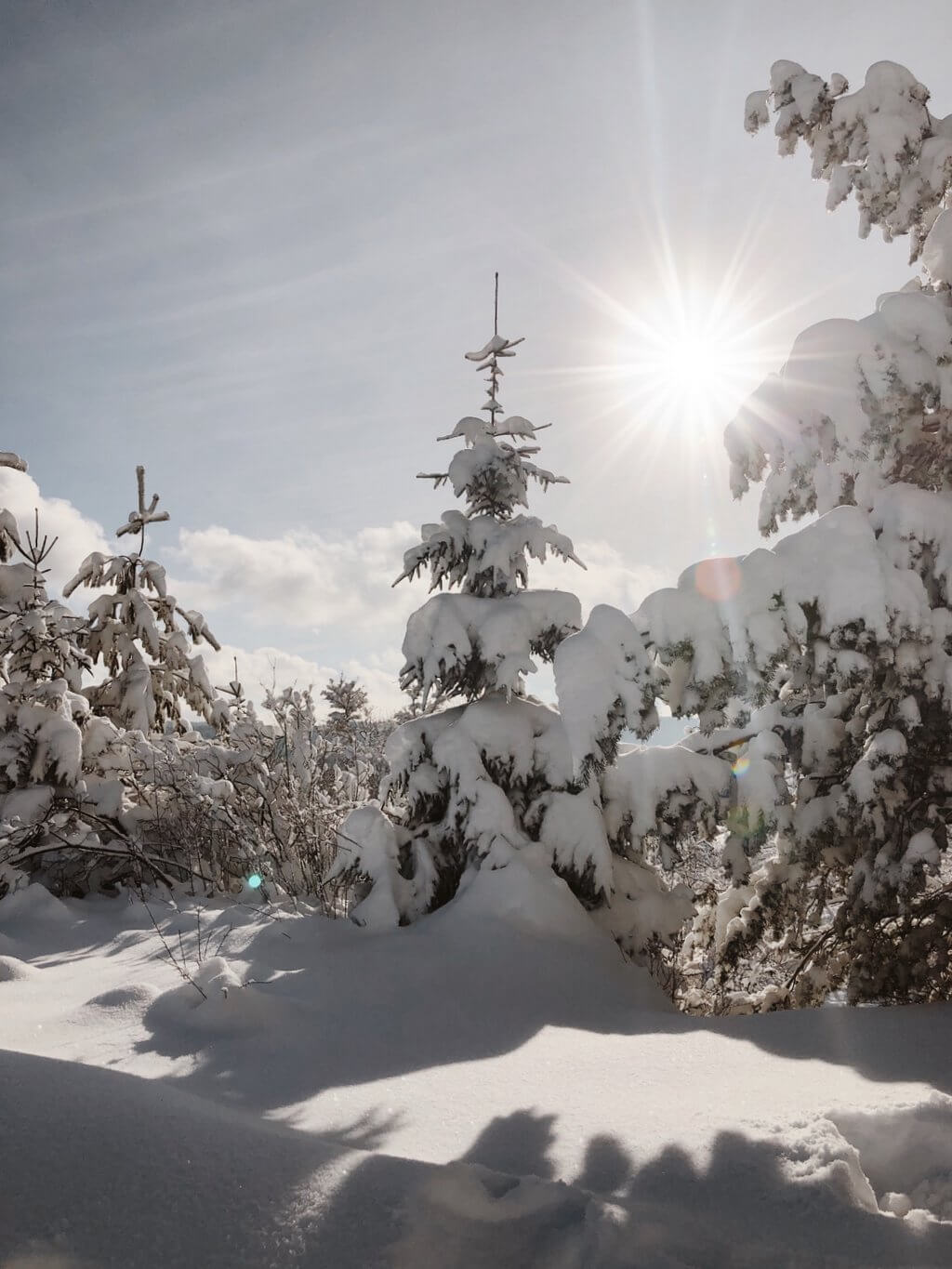 Besneeuwde bomen in de Schwäbische Alb