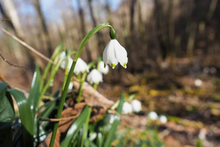 Märzenbecher auf der Schwäbischen Alb – Frühlings-Wanderung in Bad Überkingen