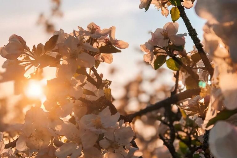 Schwäbische Alb im Frühling: Ausflug zur Streuobstblüte am Fuße der Alb