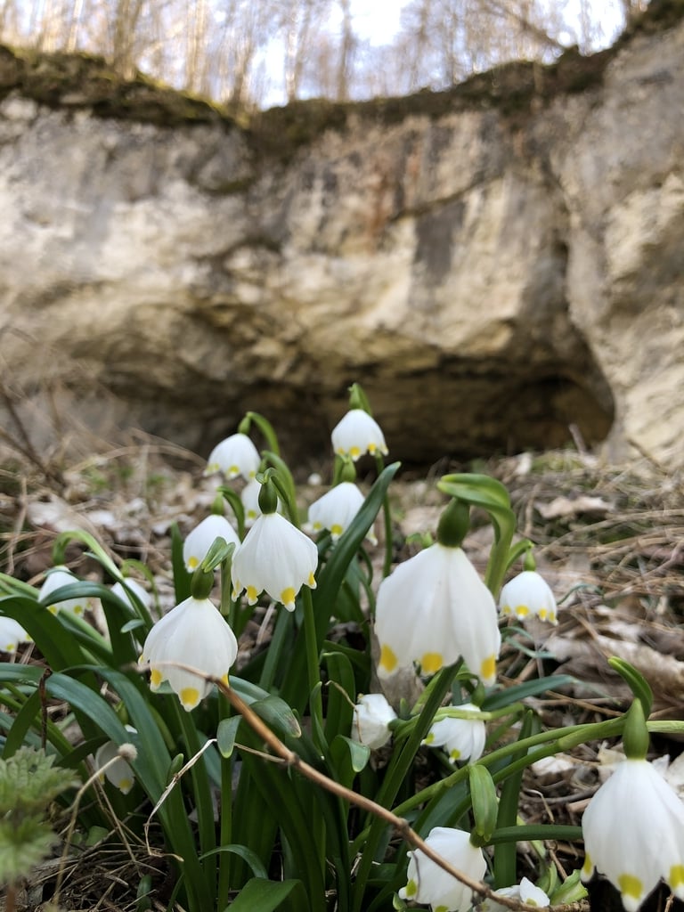 Lone Valley wandelen UNESCO Werelderfgoed Grotten Ostalb