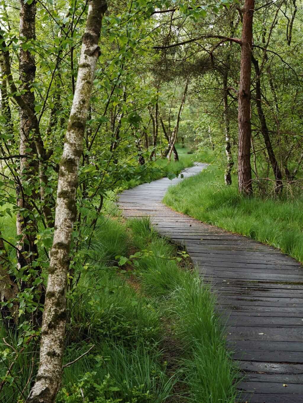 Een promenade leidt door het Venner Moor, een prachtige natuurlijke plek in het Münsterland