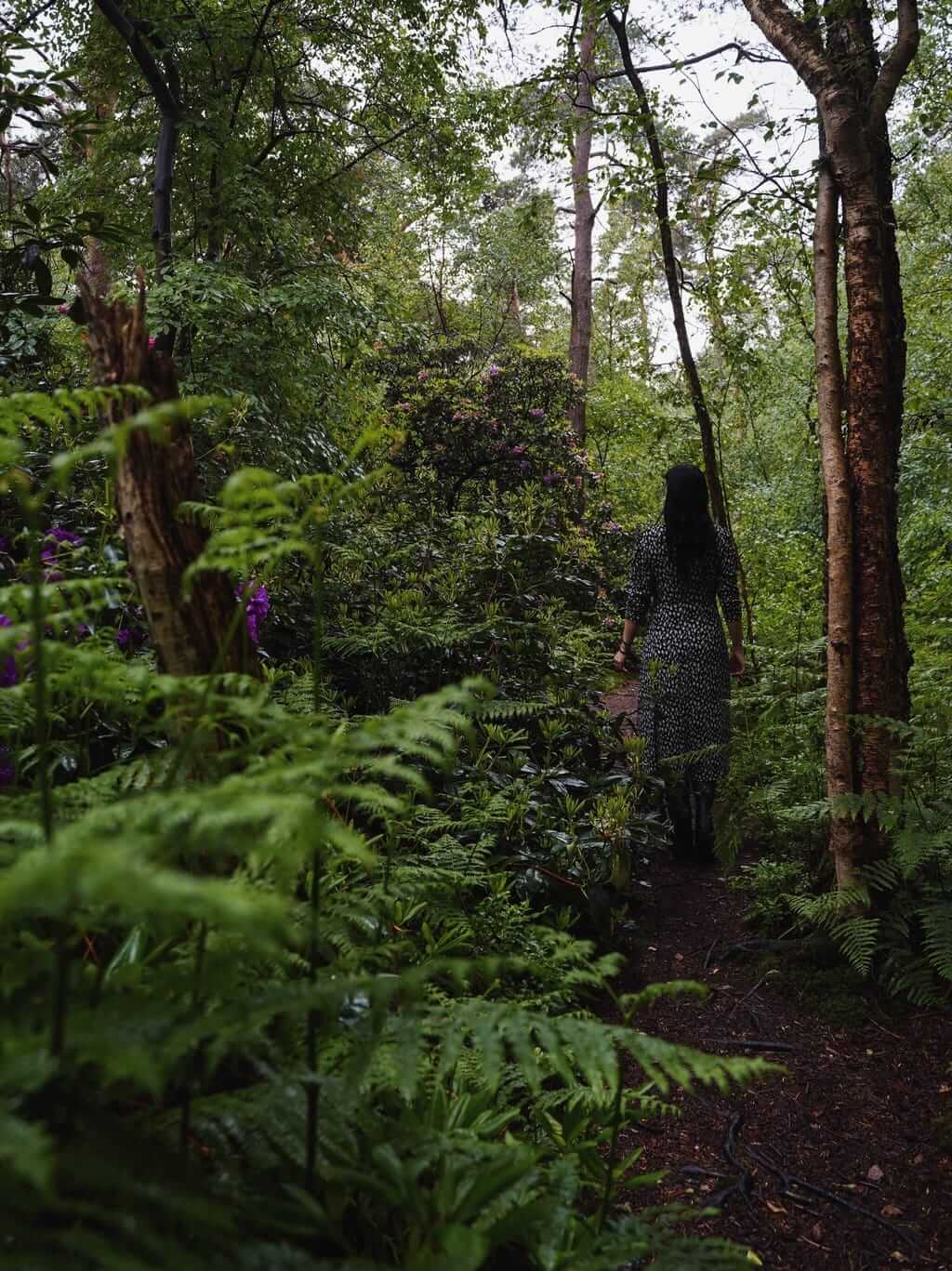 Weelderig bos in Venner Moor bij Senden in Münsterland