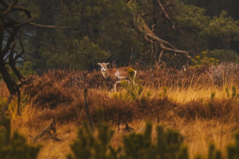 Nördliche Veluwe: Natur-Safari und Häuschen am Veluwemeer