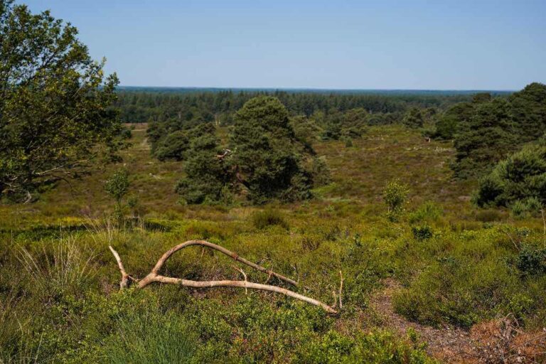 Nationalpark Sallandse Heuvelrug zwischen Heide und Hügeln