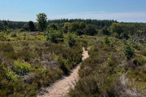 Nationalpark Sallandse Heuvelrug – zwischen Heide und Hügeln