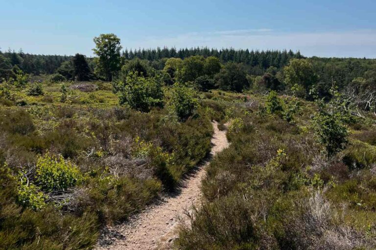 Nationalpark Sallandse Heuvelrug – zwischen Heide und Hügeln