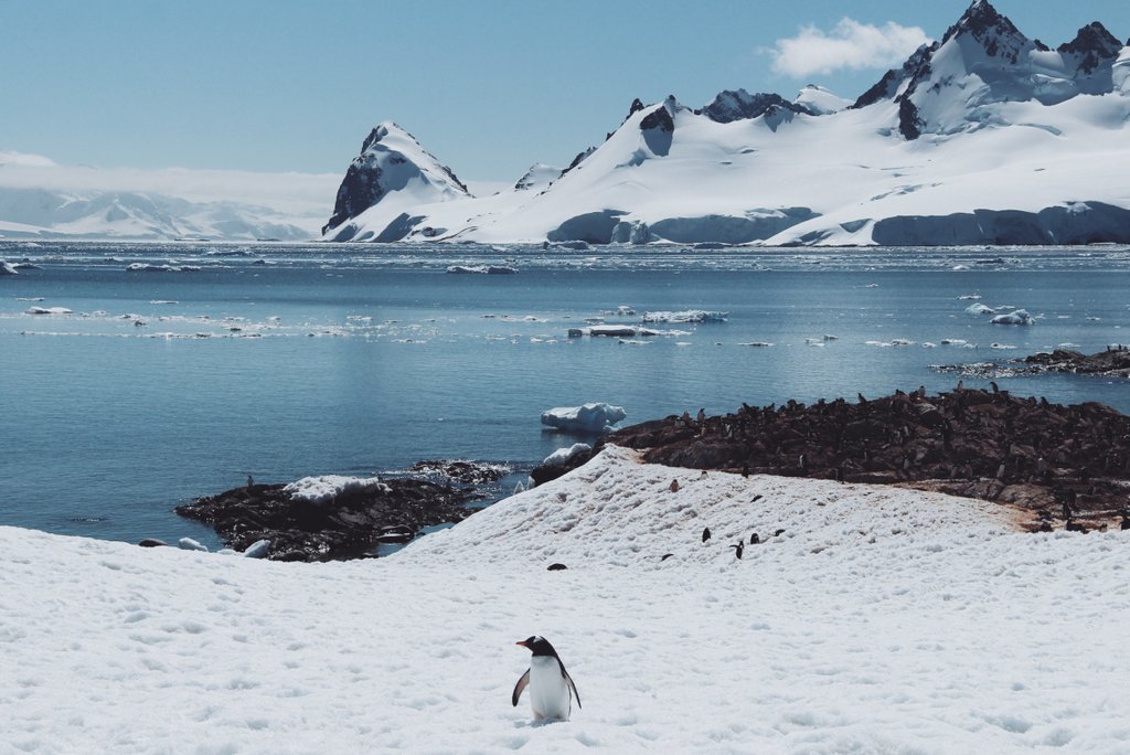 Antarktis Cuverville Island schoenste Ausfluege